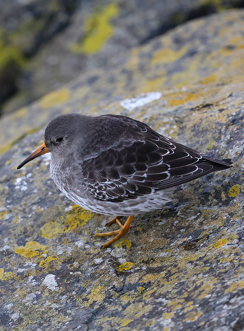 Purple sandpiper